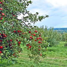our 14 varieties of apples ripen between early September and late October